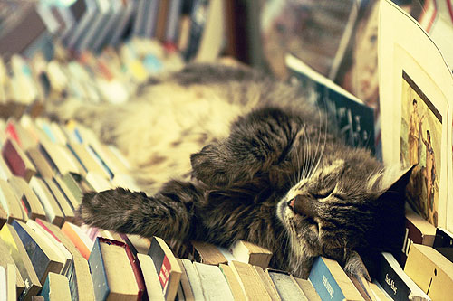 catBooks Cat sleeping on books